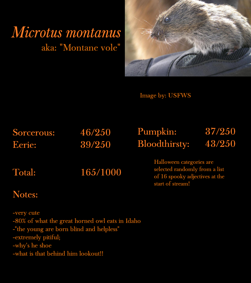 Microtus montanus